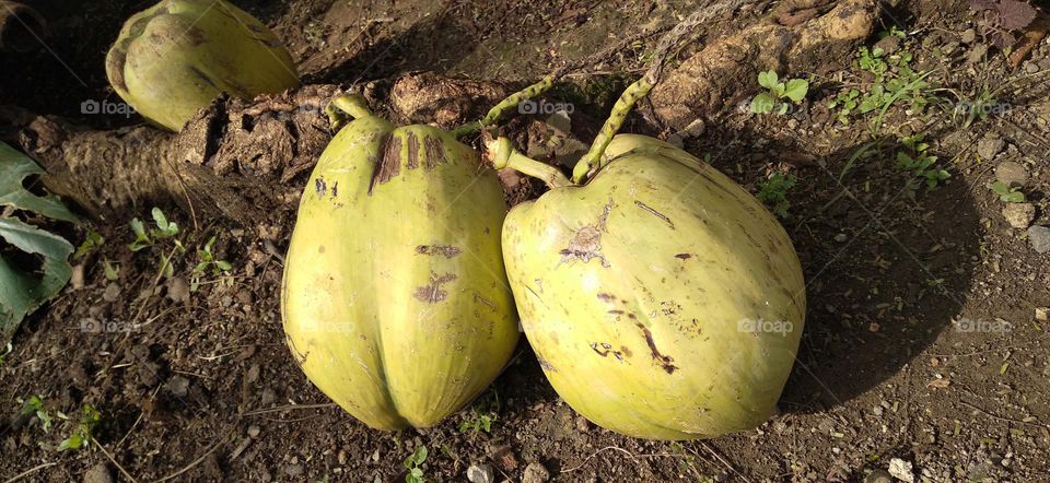 Three coconuts just taken from the tree are still fresh