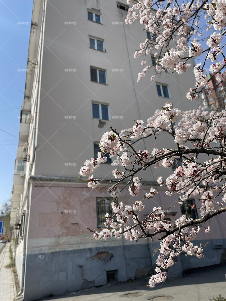 a flowering tree against a pink house