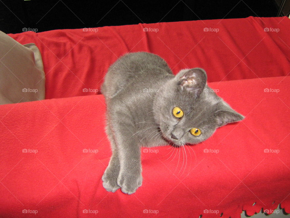 Cat, Domestic, Pet, Sofa, Portrait