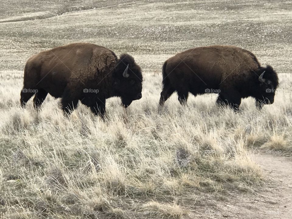 Buffalo Bison