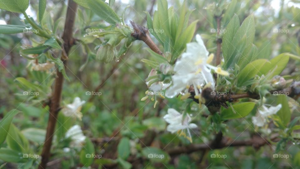 Nature, Tree, Flora, Leaf, Flower