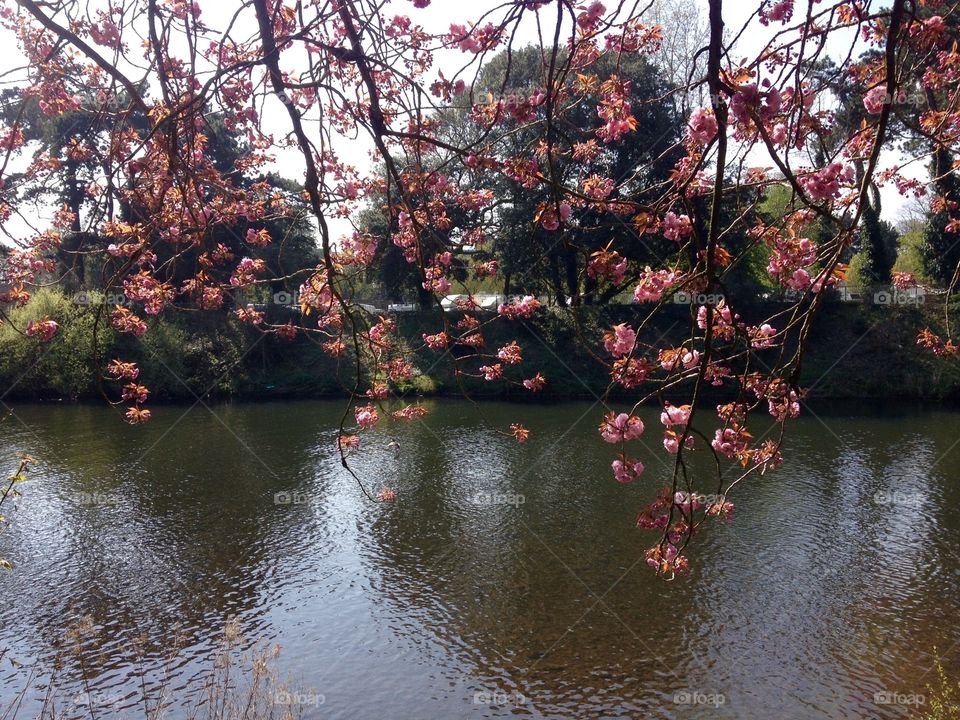 River Taff, Cardiff, Wales, UK