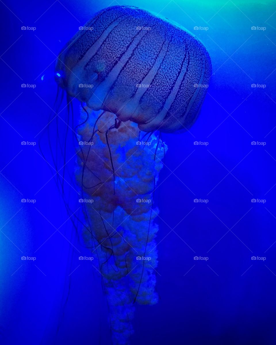 Jellyfish - Texas State Aquarium