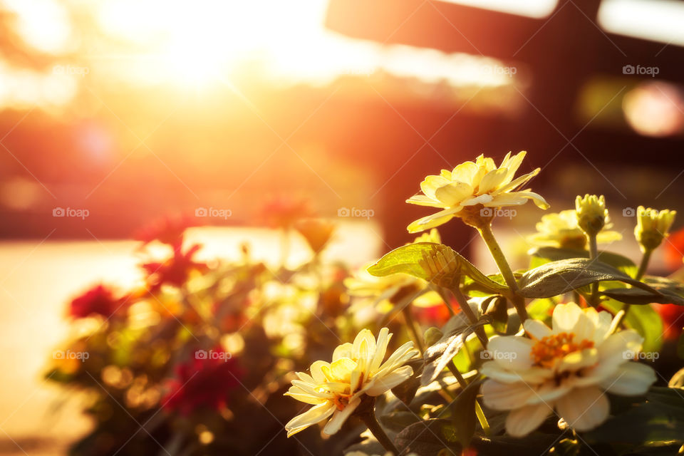 little flower and sunset light narural.