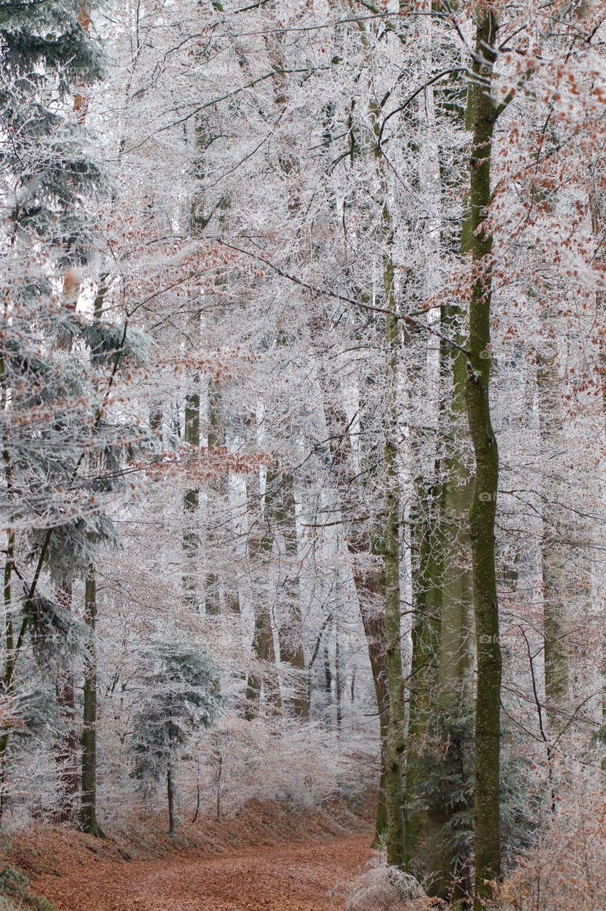 Frozen trees in forest