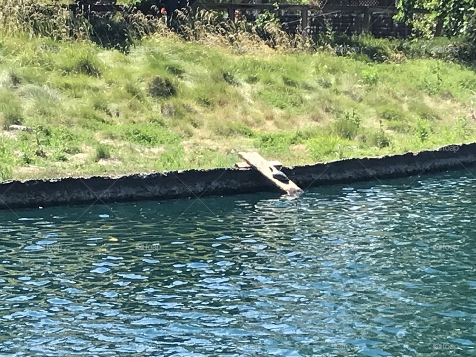 Turtles basking at pond