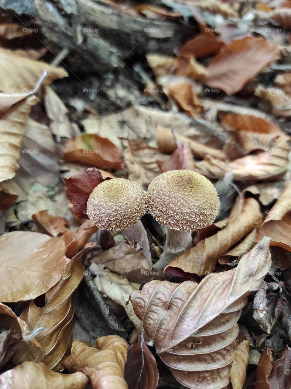 Honey mushrooms among autumn leaves