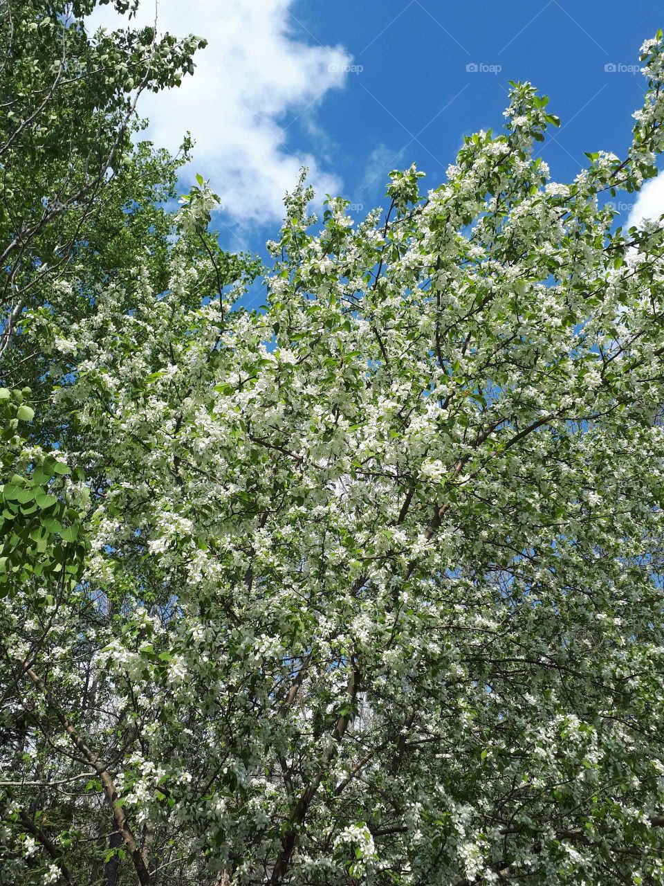 An explosion of white flowers in spring