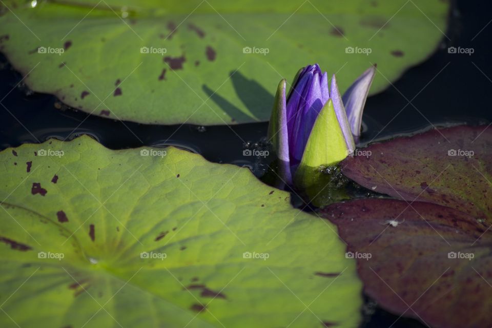 Waterlily Pond