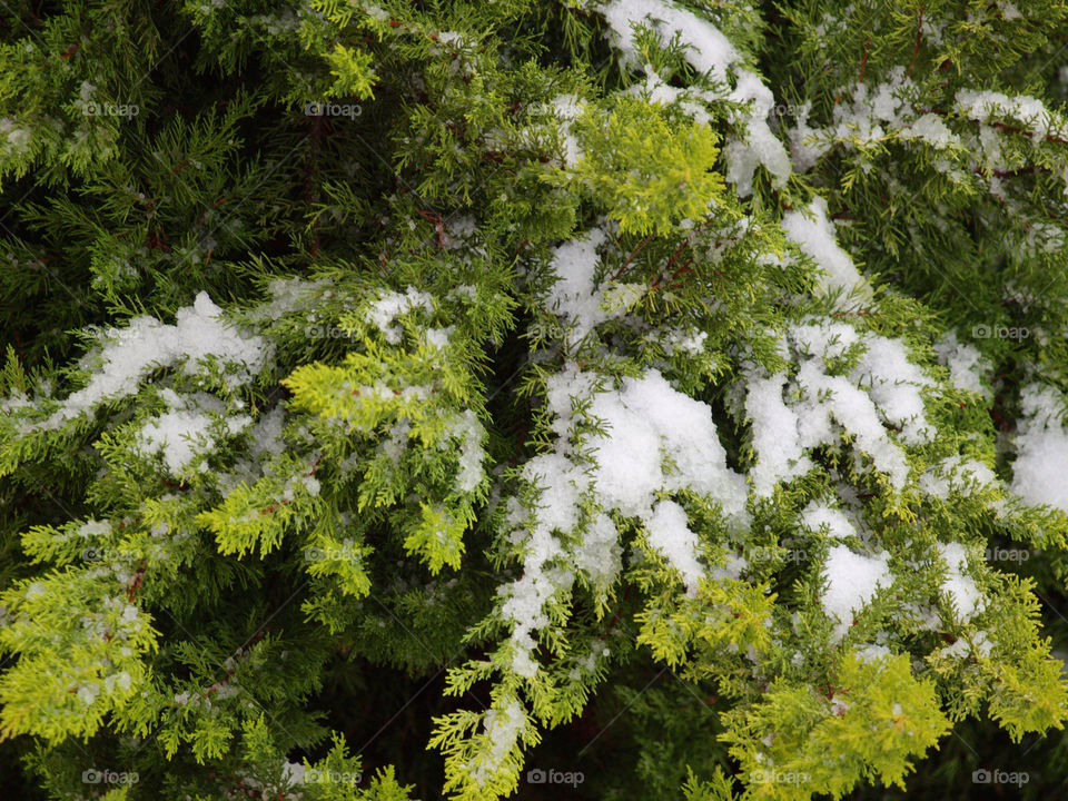 Snow tree