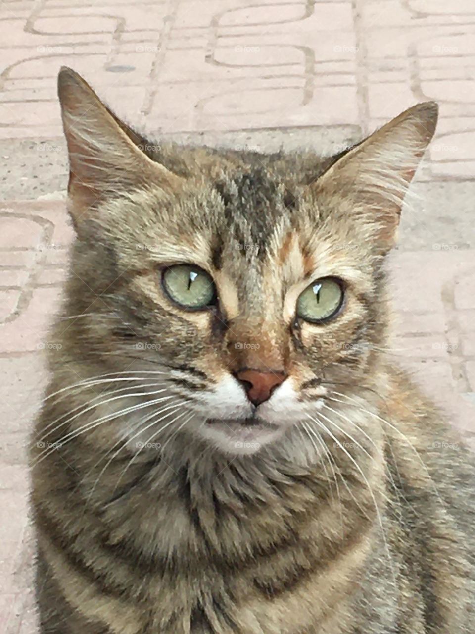 Beautiful grey cat