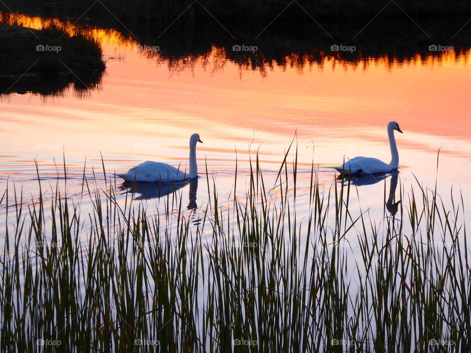 Swans swimming in sunset