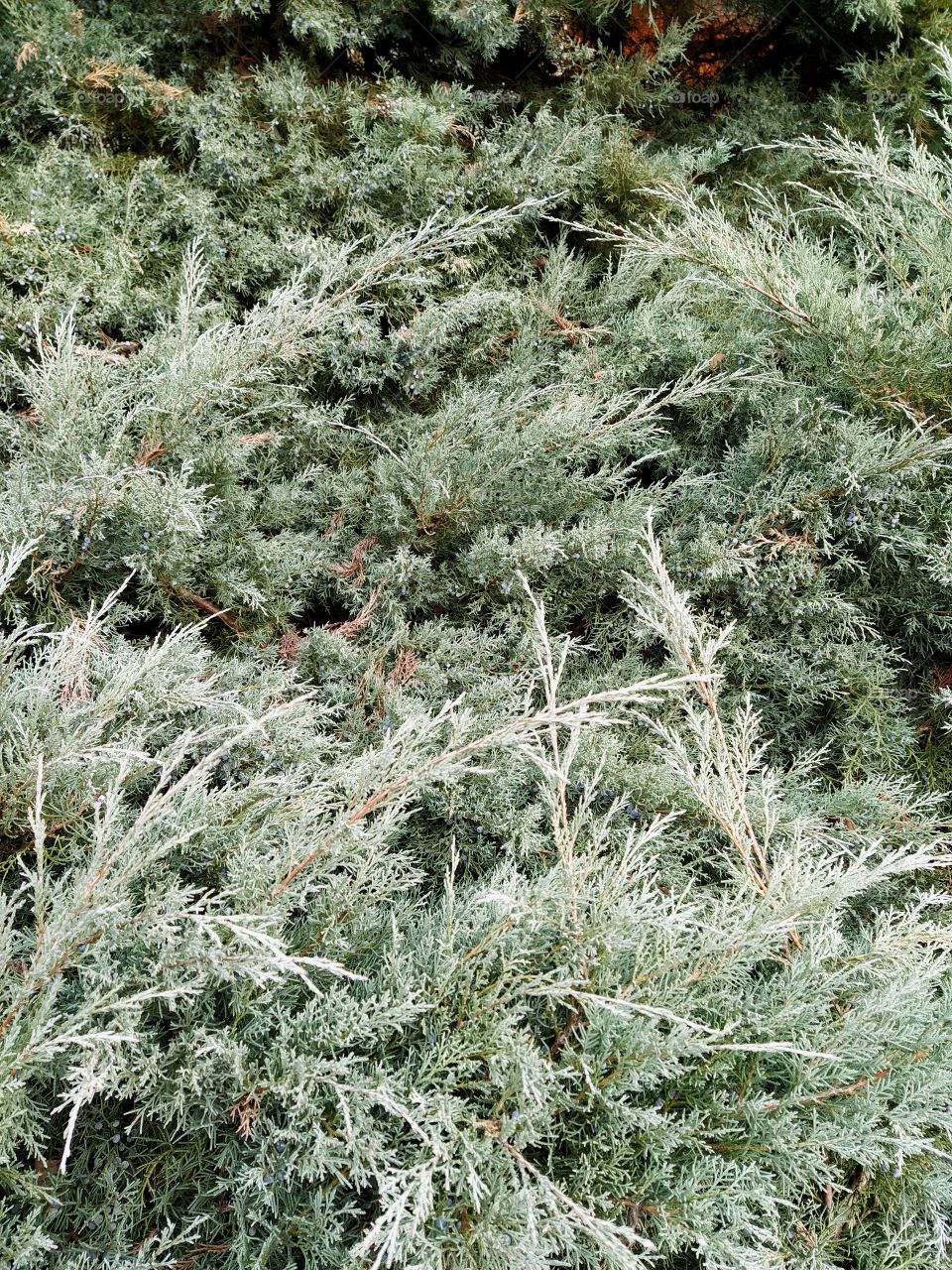 Juniperus
