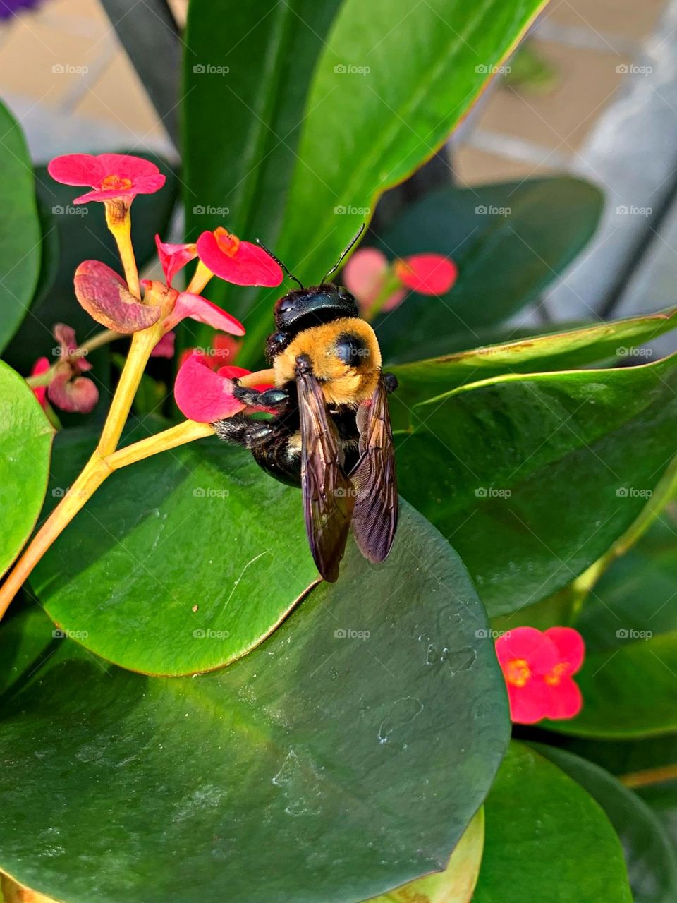 Birds & Bees - Nature in Motion - Huge Eastern Carpenter bees collecting pollen. Bees are crucial pollinators that work diligently by collecting nectar and pollen from flowers