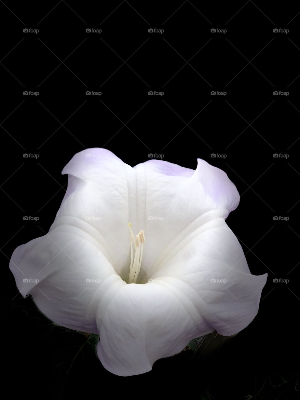 Beach Petunia! Beautiful Botanicals!