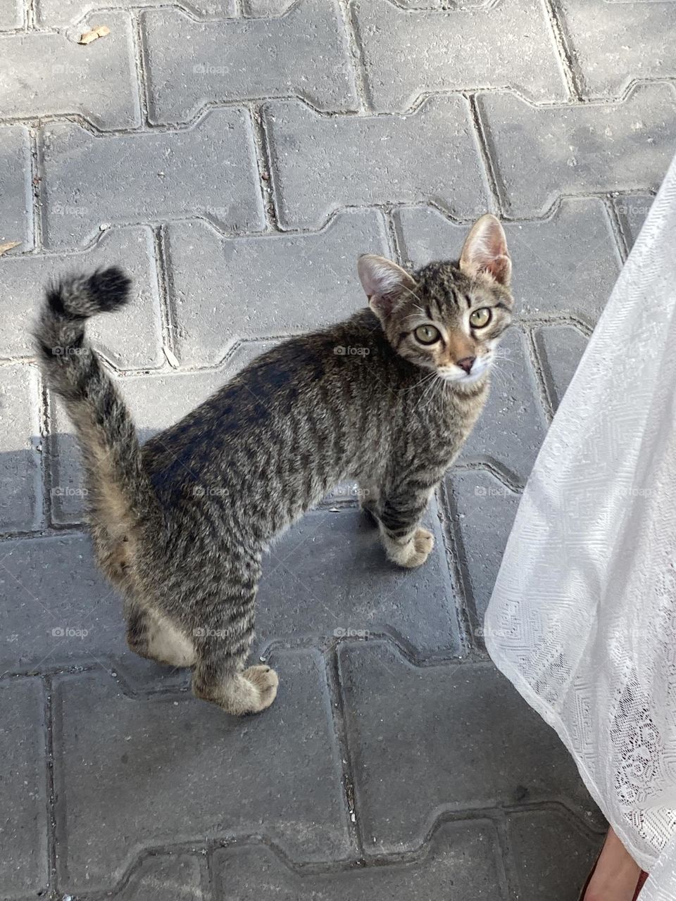 Cute street cat. Sunny holidays I’m Turkey. Walk in the cute city and charming streets by the beach in Kusadasi. perfect blue sky and ocean view. Beach and the shore. To travel is to live. Gorgeous tall palm trees.