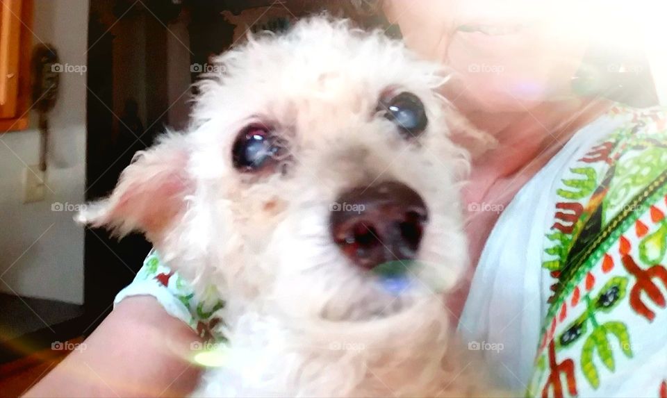 Purebred rescued Miniture Poodle, apricot color, eyes showing age. Loving devotion.🐾💞 Puppy has an expression on his face!