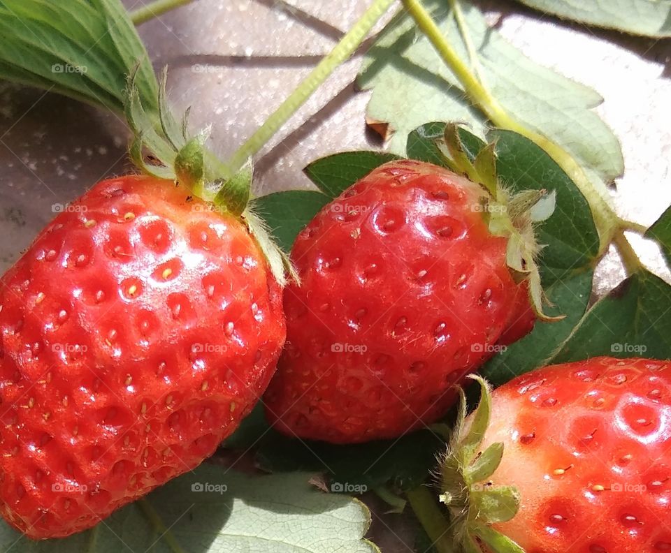 These are the strawberries I grew from a pot for the first time in my life. It makes me happy to take care some plants and get these beautiful, healthy fruits. I ate them all.