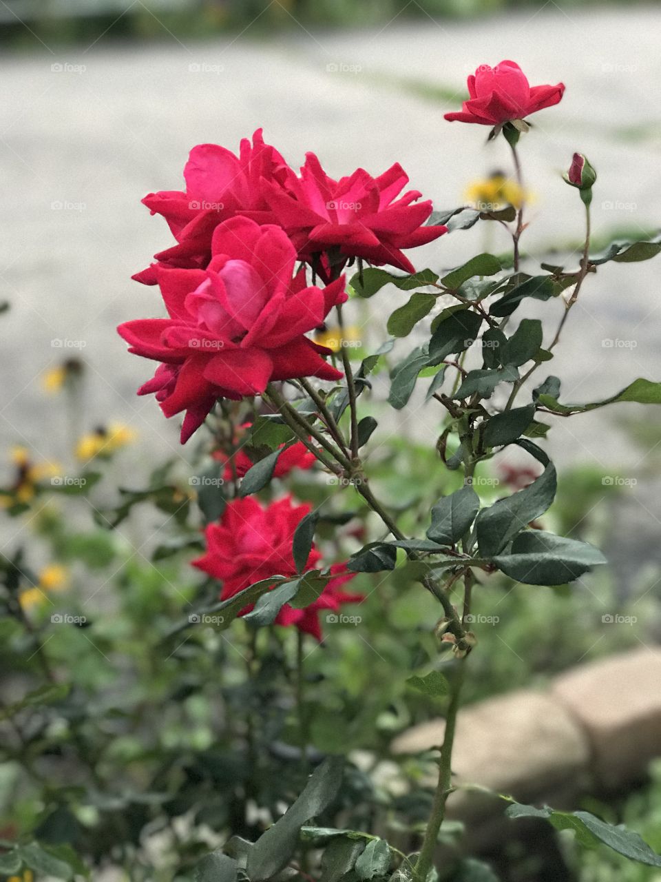 Grandma’s Roses
