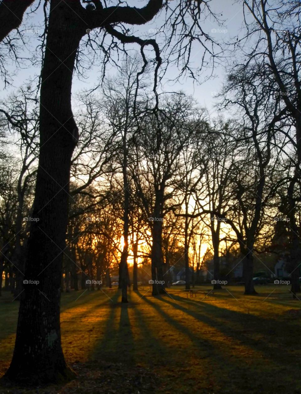 long shadows as the Sunrises in Bush Park Salem Oregon