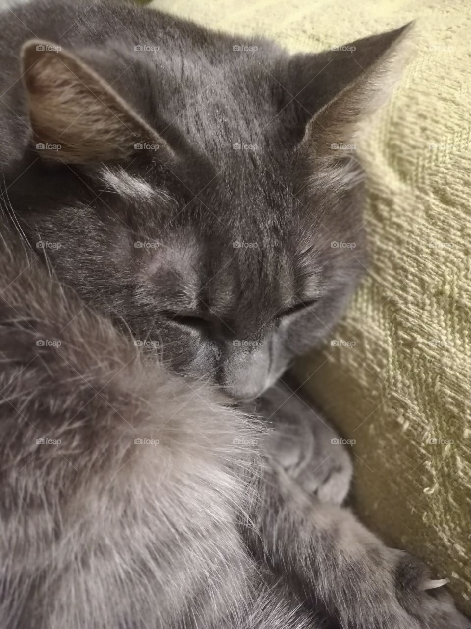 Gray domestic cat sleeping on the sofa