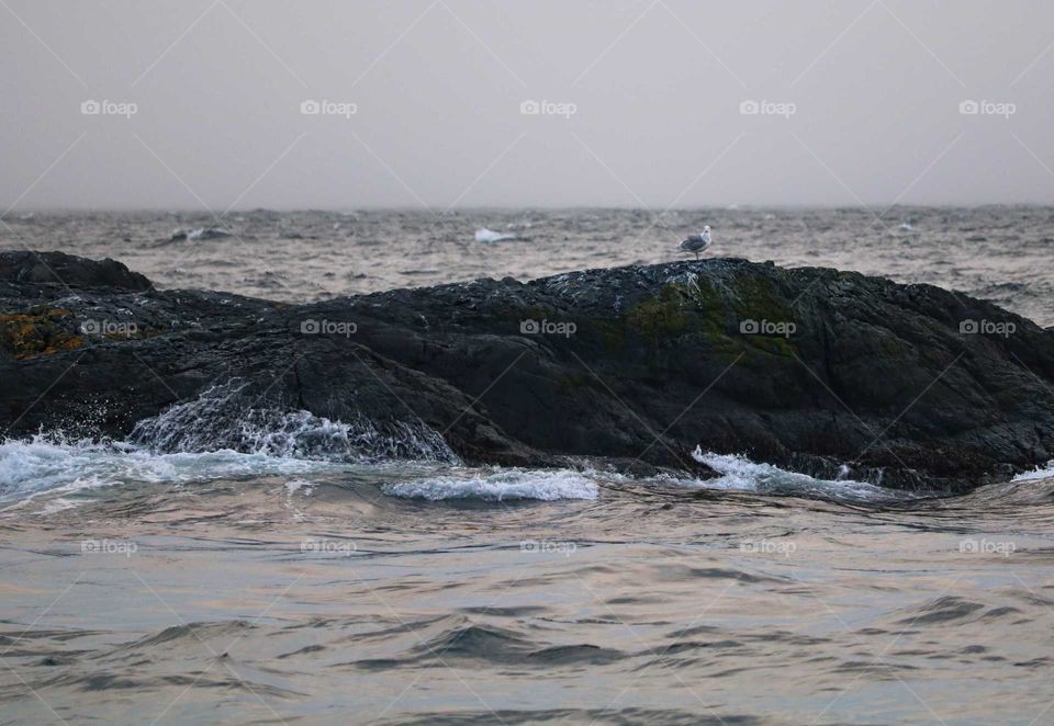 The Sea and The Gull