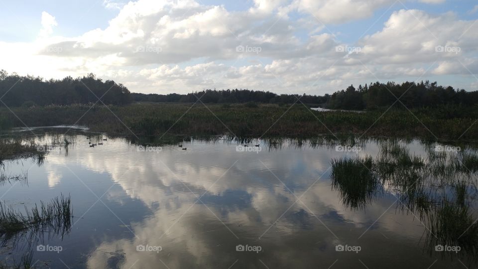 marsh reflections