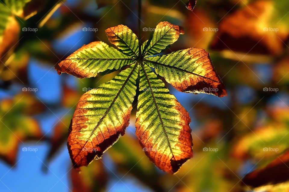 Autmn leaf