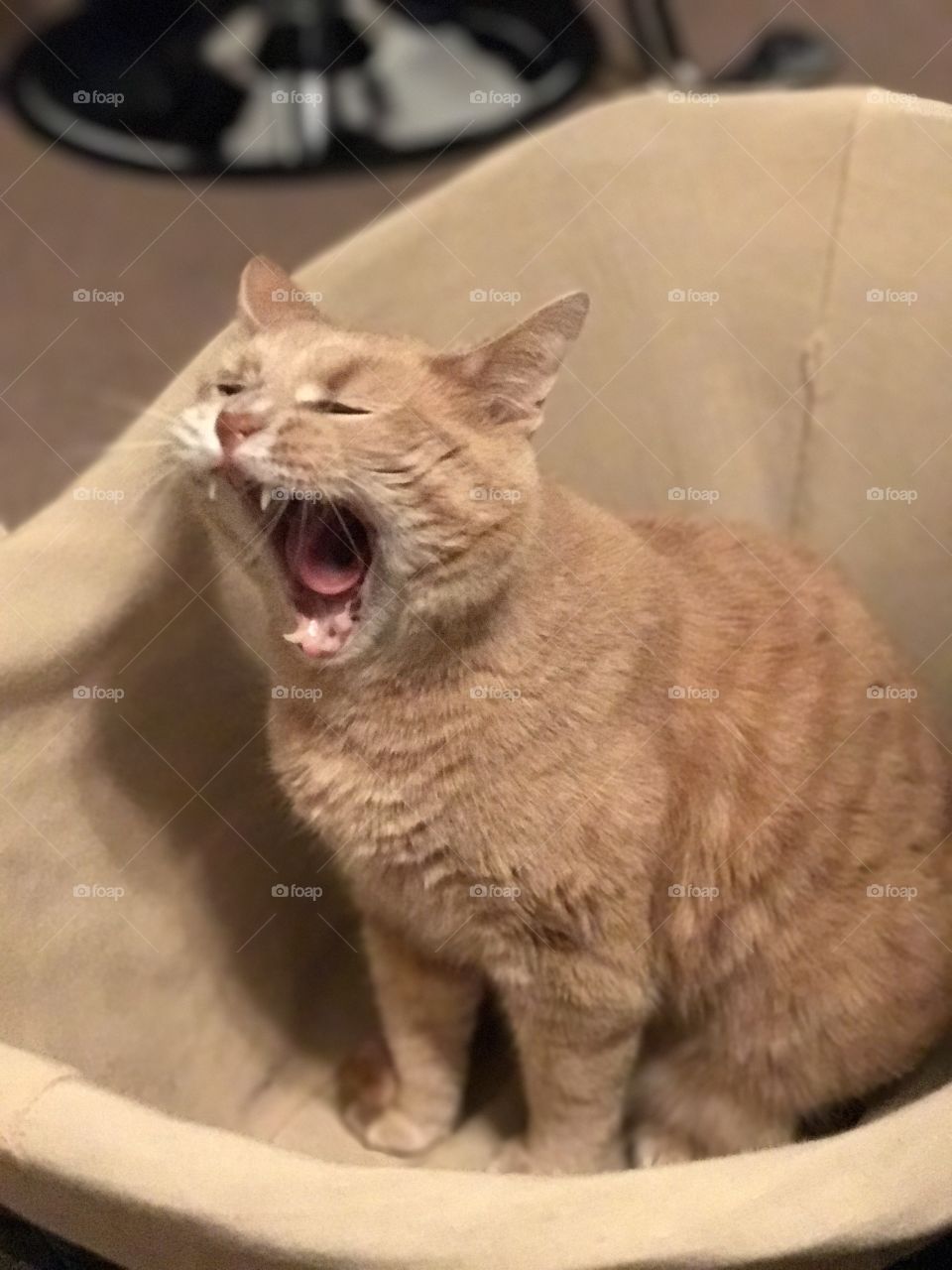 Caught him mid yawn