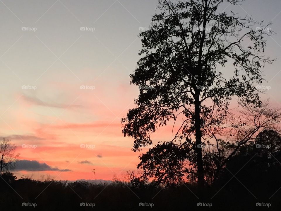 Evening in the field