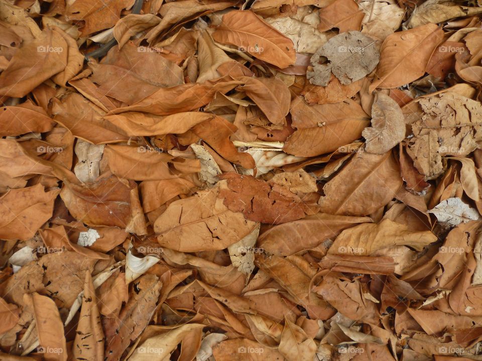 drying leaves for texture or background
