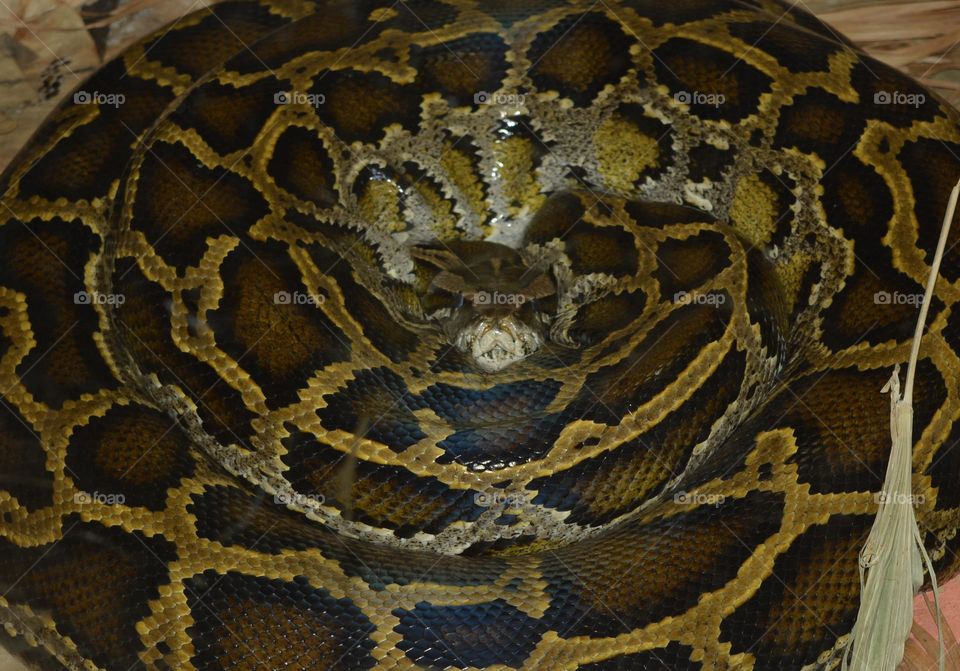 wildlife python snack