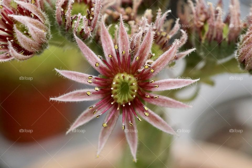 Star shaped flower 