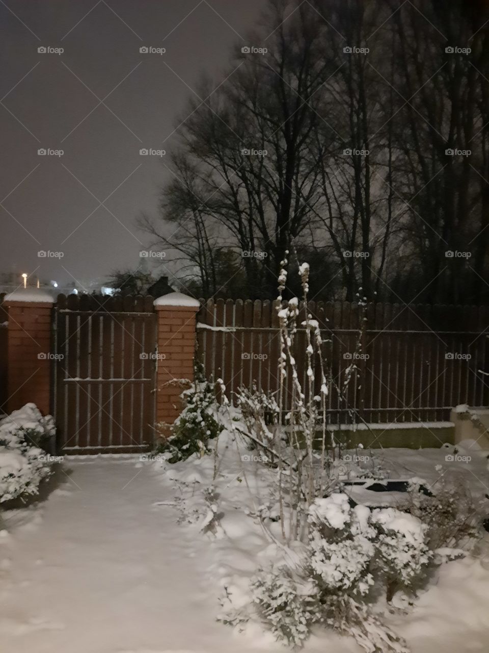 winter garden in the evening after fresh snow storm