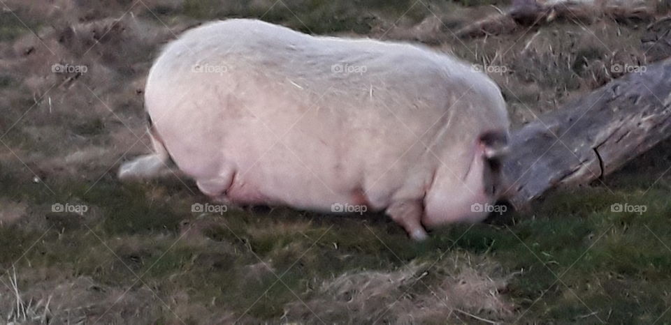 pig