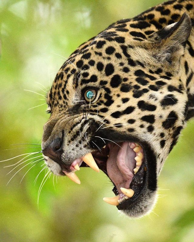 wild animal