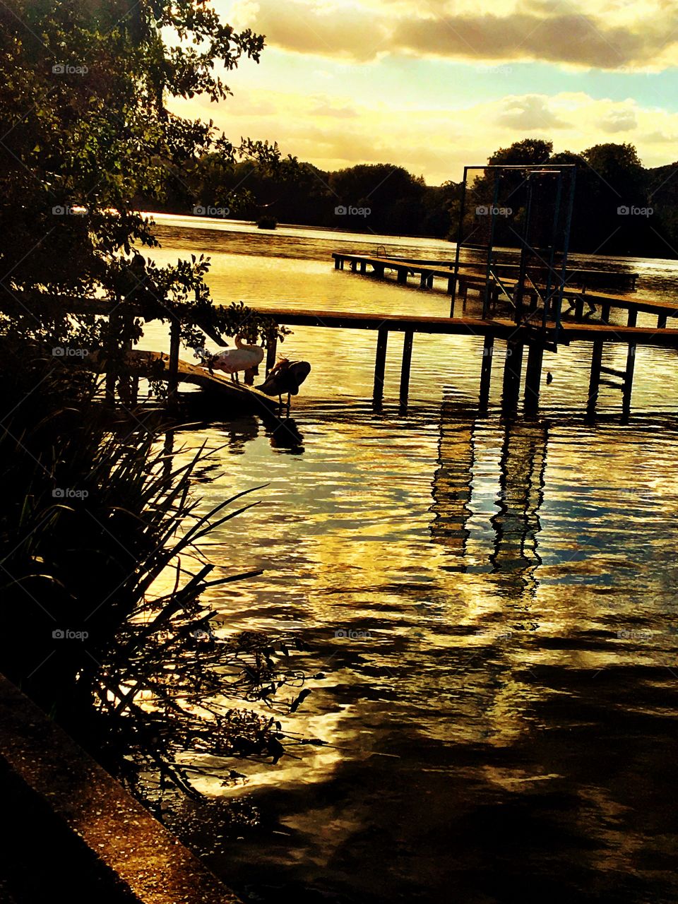 Pier on a lake with swans
