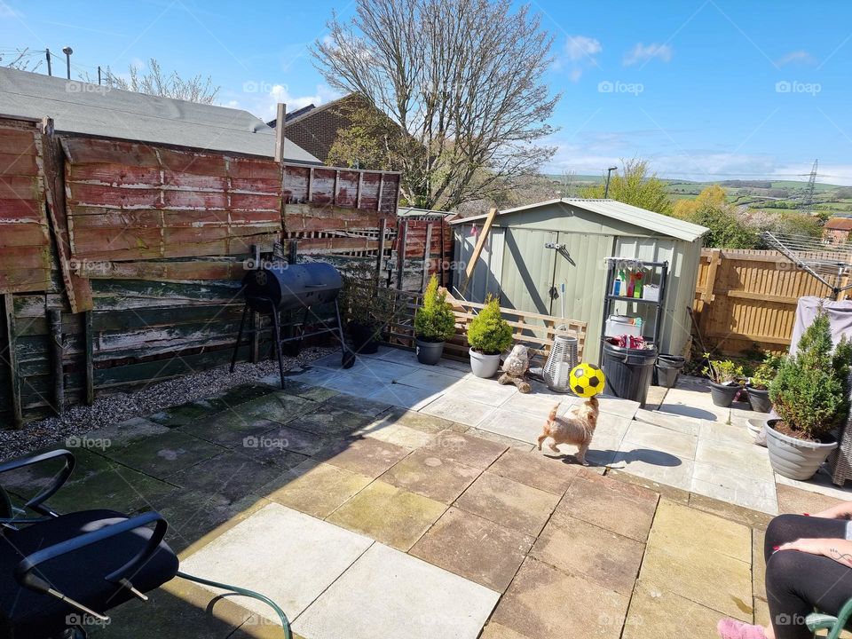 Yorkshire Terrier playing with ball