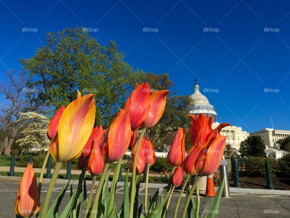 D.C Tulips