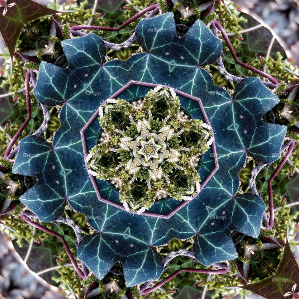 Ivy natural mandala