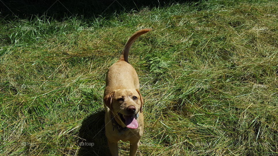 Labrador in grass field