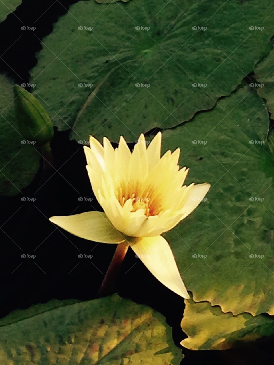Yellow pond Lily 