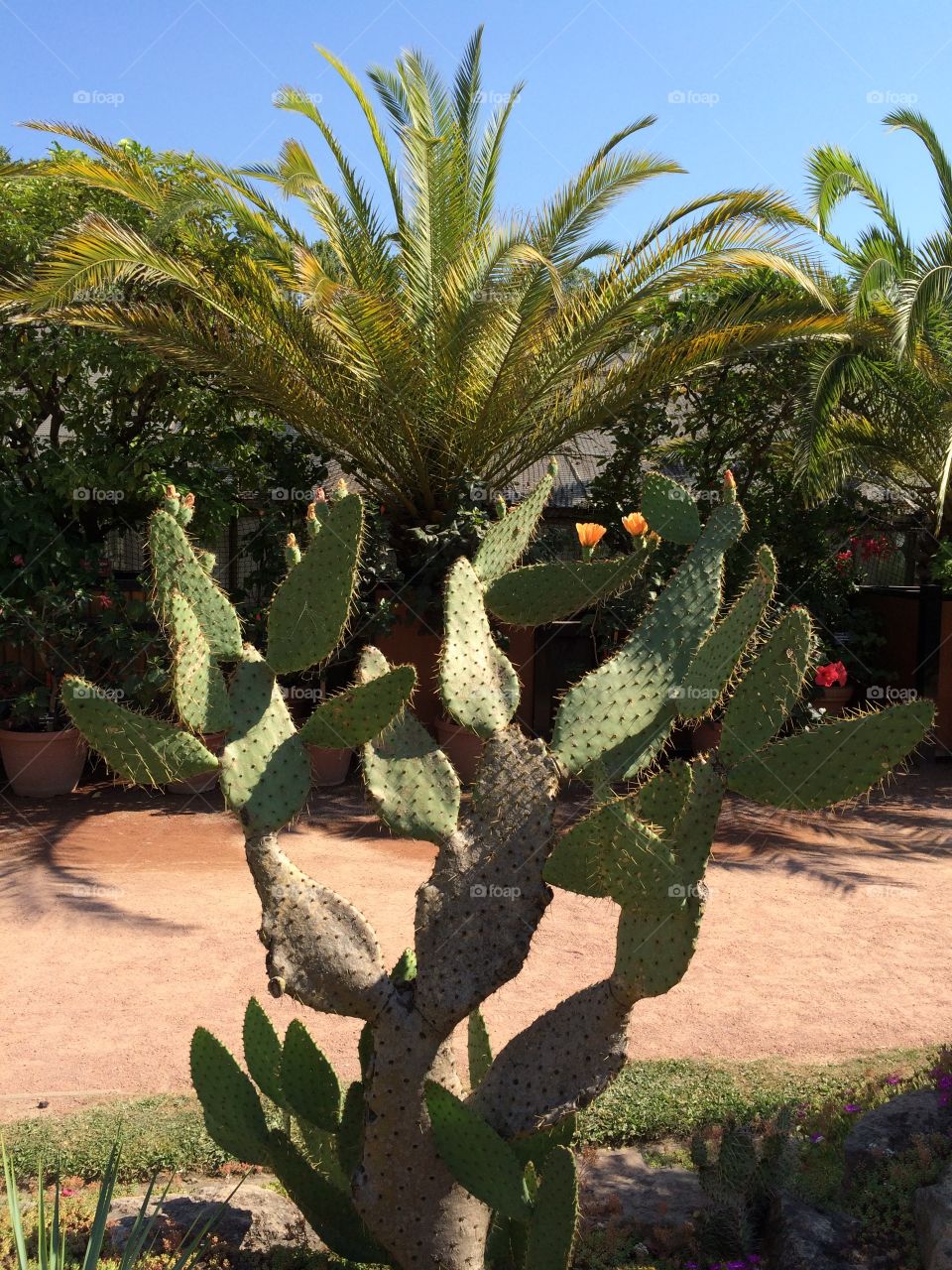 Cactus and palm tree 