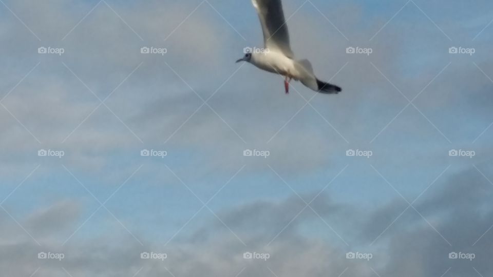 Bird flying in the sky
