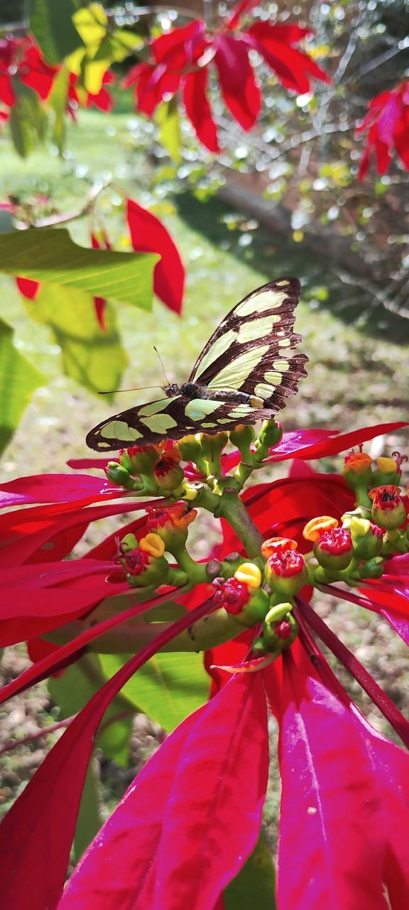 Malachite butterfly