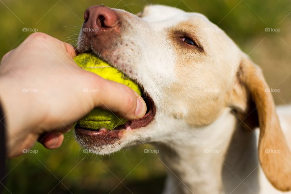 Close-up of dog holding ball in mouth