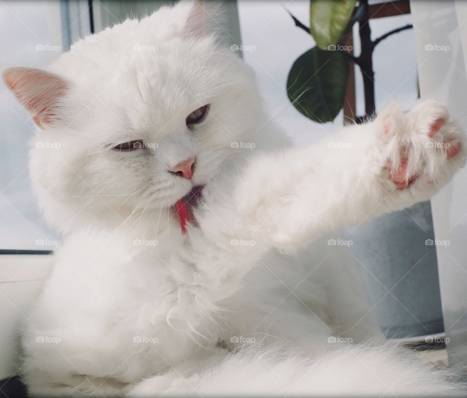 Cat taking a bath