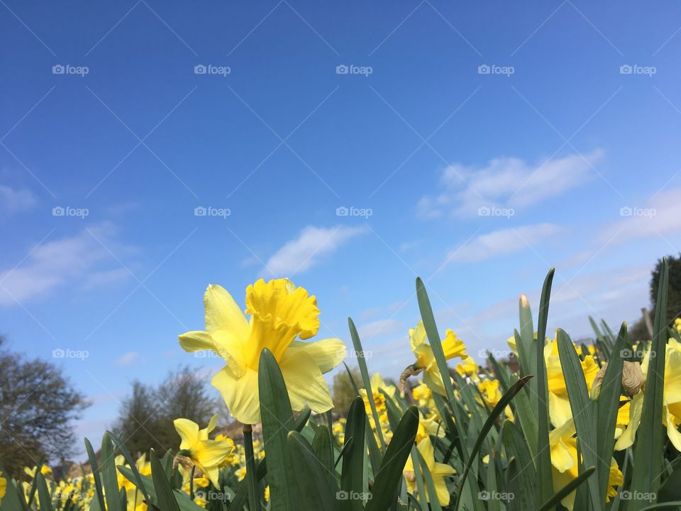 A field of daffodils focussing on one bright yellow daffodil as it looks up to the clear blue sky. 