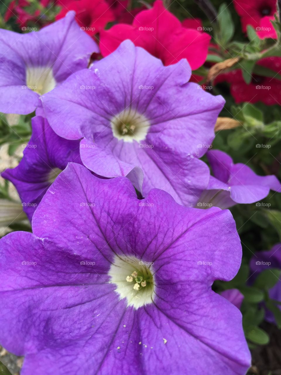 Purple petunias