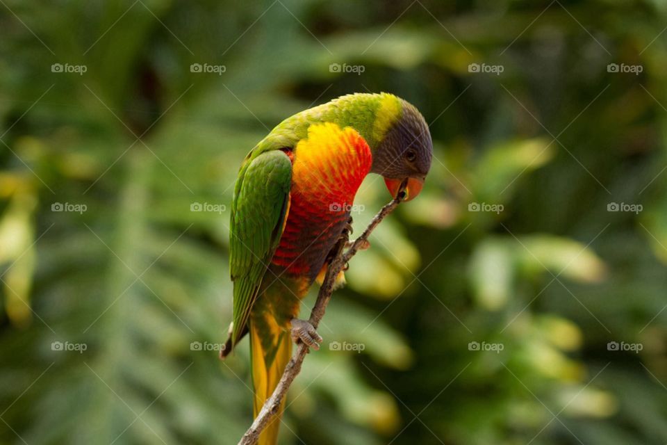 Close-up of colorful parrot